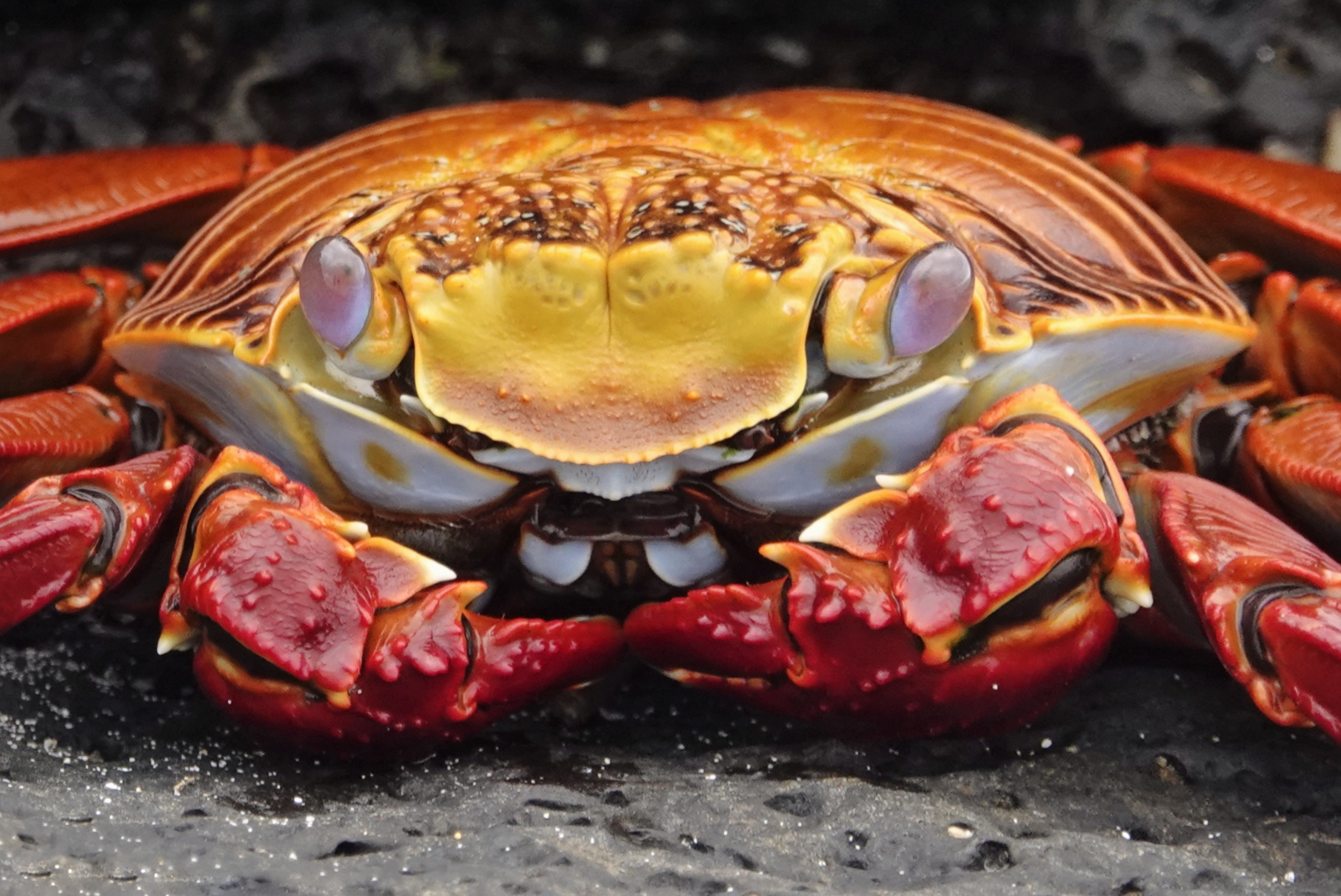 Crabe rouge des Galápagos